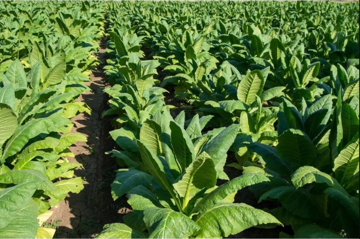 Structure of the Tobacco Plant