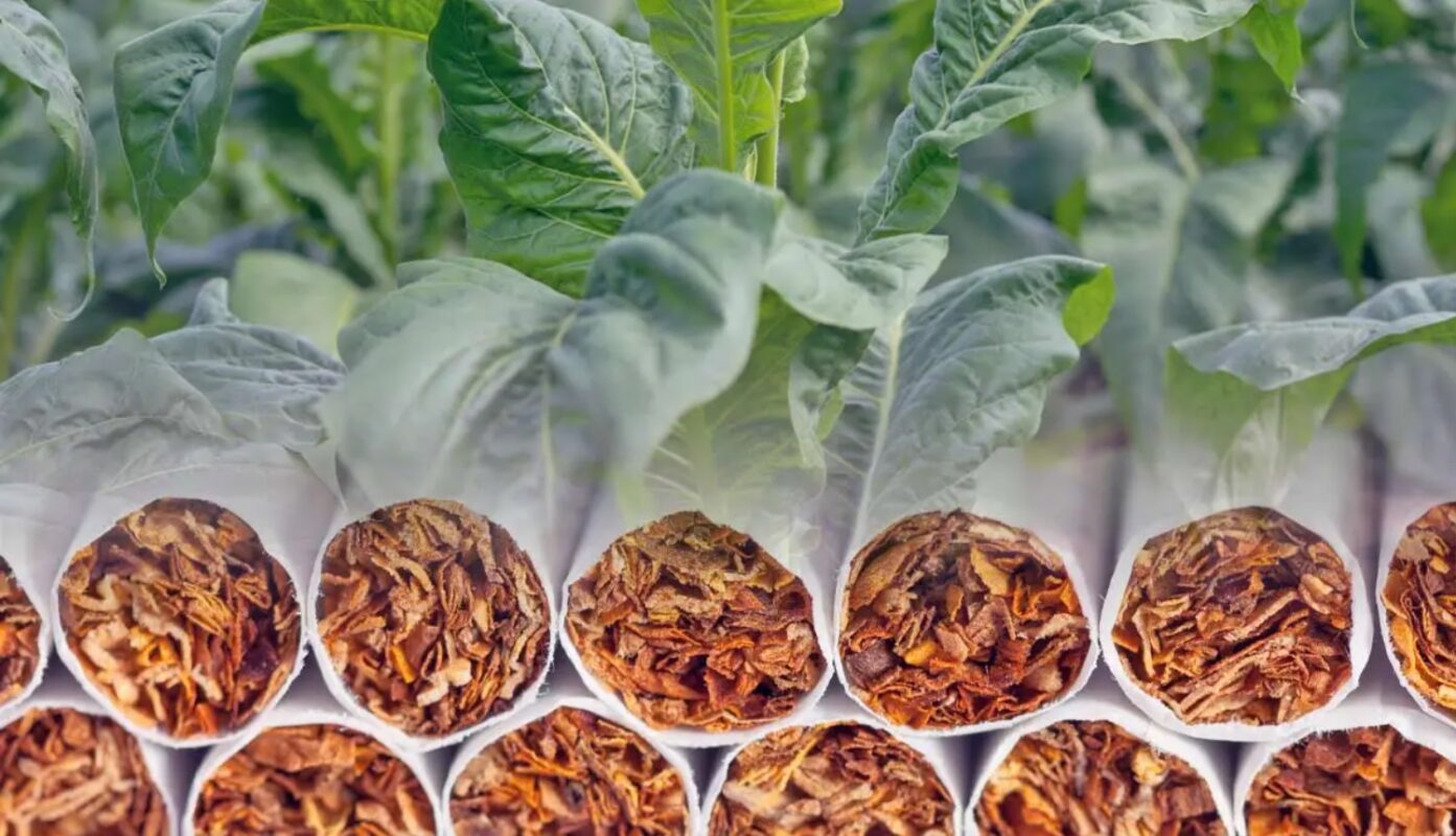 Tobacco's Historical and Cultural Impact on Oral Health