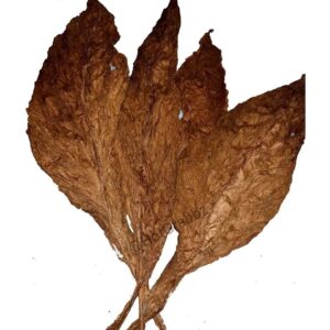 Hot Grabbz CT Fronto Leaf