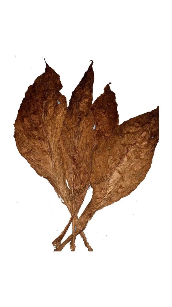 Hot Grabbz CT Fronto Leaf